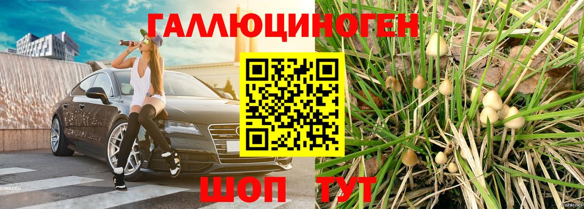 Малгобек  Псилоцибиновые грибы Cubensis  Псилоцибиновые грибы Cubensis  Вход с VPN 